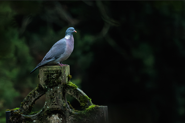 Wood pigeon in moody cemetery